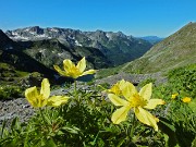 23 Pulsatilla alpina sulfurea 